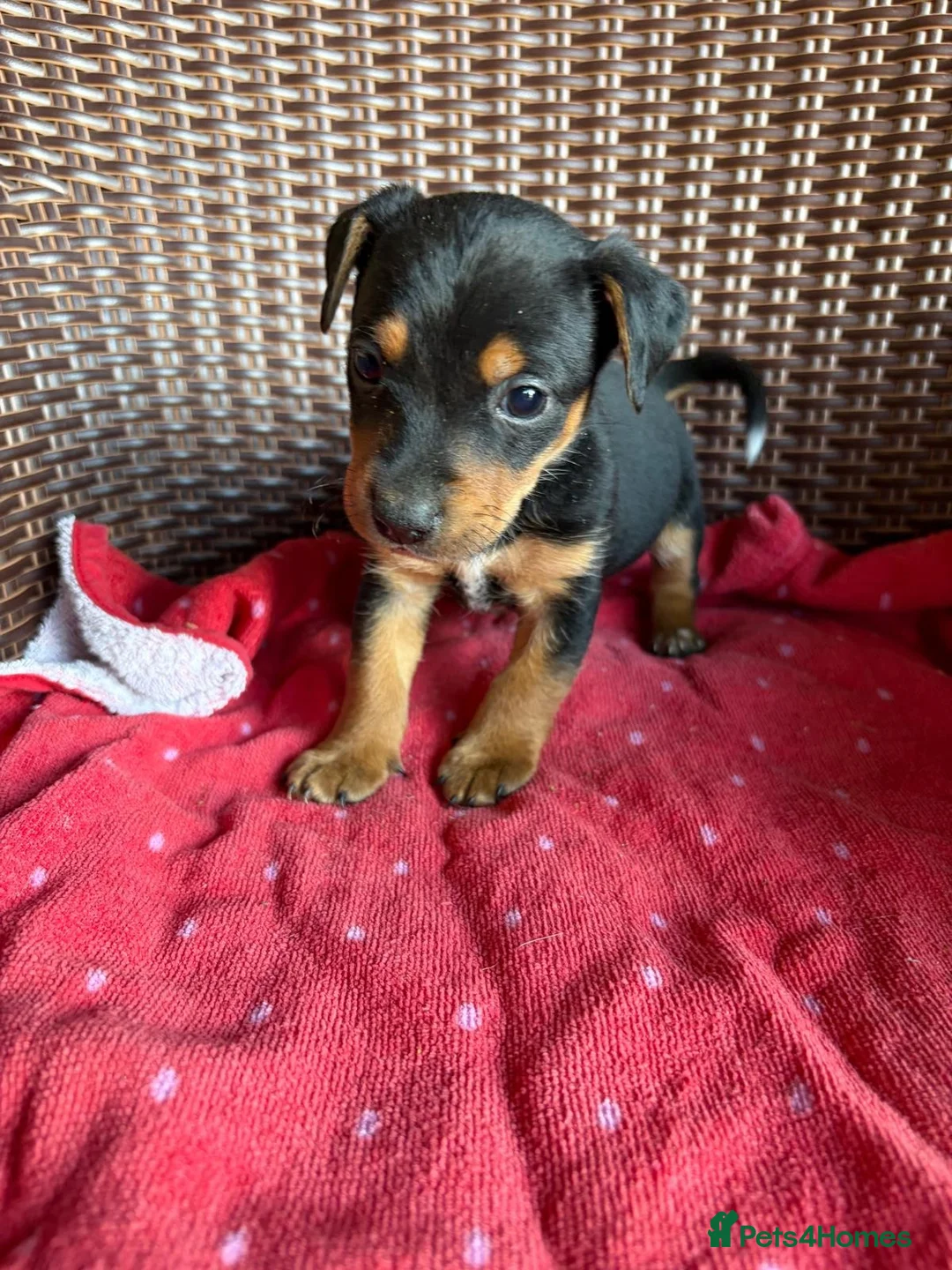 Jack Russell dogs for sale: Jack Russell puppies  - Advert 2