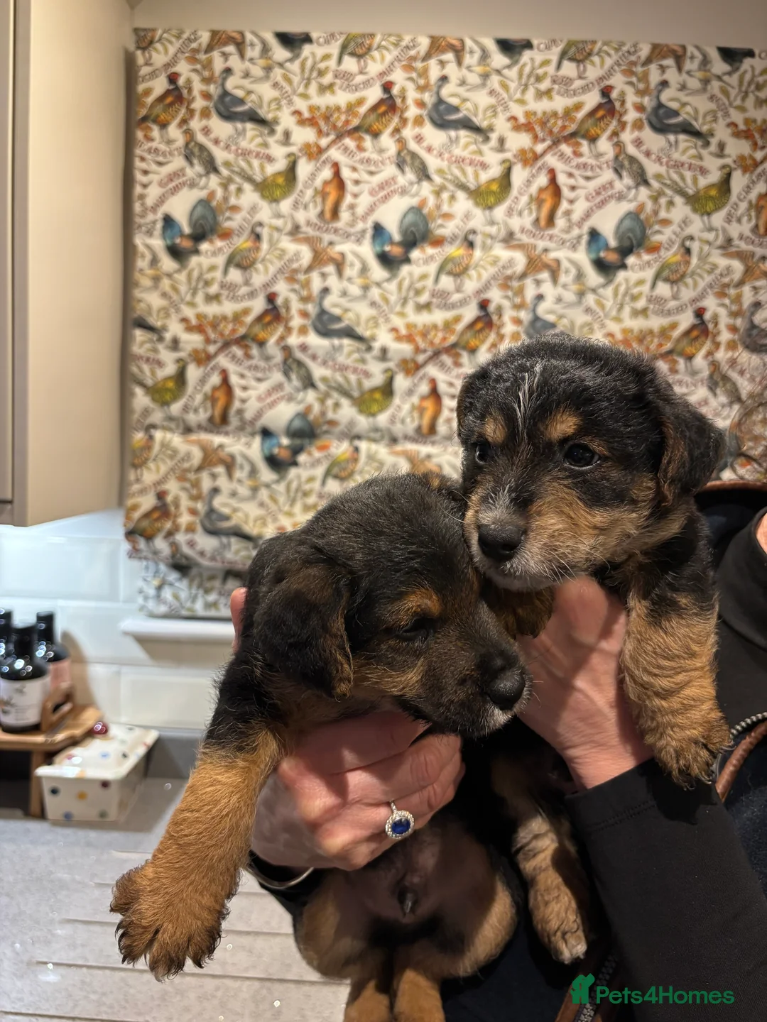 Mixed Breed dogs for sale: Gorgeous male puppies! Welsh Terrier x Jack Russel - Advert 1