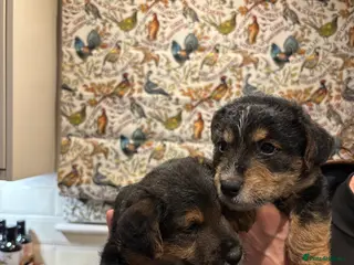 Mixed Breed dogs Gorgeous male puppies! Welsh Terrier x Jack Russel - Advert 2