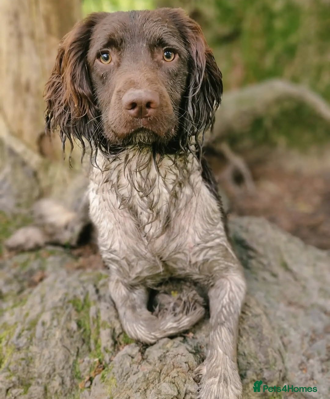 English Springer Spaniel dogs English Springer Spaniel STUD - Advert 1