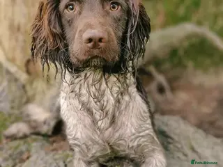 English Springer Spaniel dogs English Springer Spaniel STUD - Advert 1