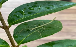 Stick Insects invertebrates for sale: Juvenile Indian Stick Insects (8-10 weeks old) - Image 8