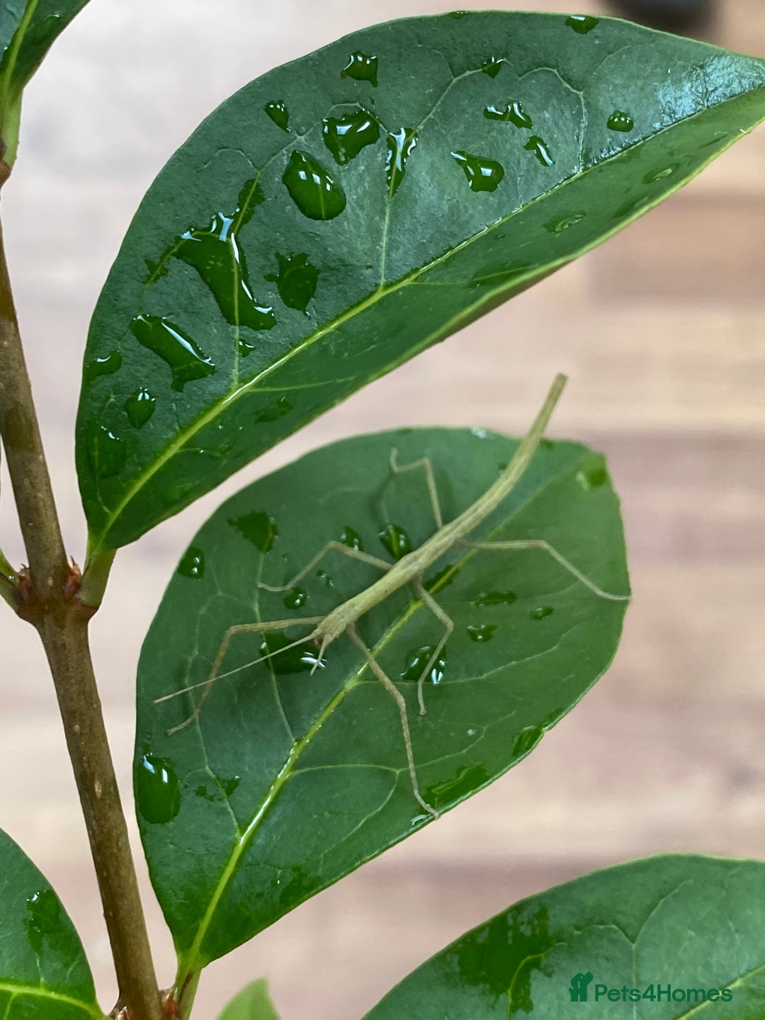 Stick Insects invertebrates for sale: Juvenile Indian Stick Insects (8-10 weeks old) - Image 8