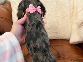 Miniature Dachshund dogs Beautiful Cream Longcoats Miniature Dachshund - Advert 6