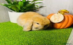Mini Lop rabbits for sale: 🐰 Pedigree purebred Miniture Lop Kits 🐰 - Image 14