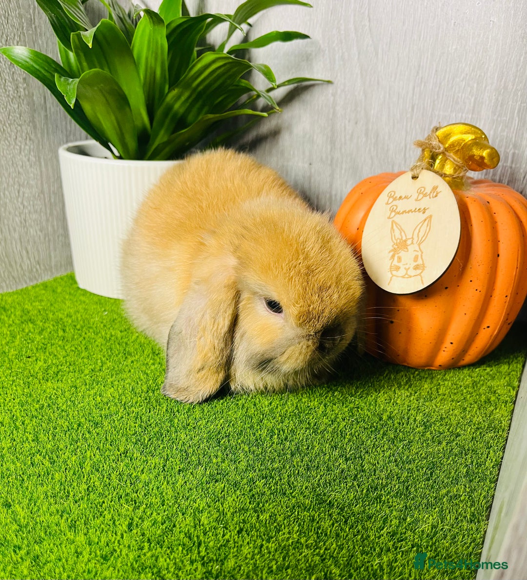 Mini Lop rabbits for sale: 🐰 Pedigree purebred Miniture Lop Kits 🐰 - Image 14