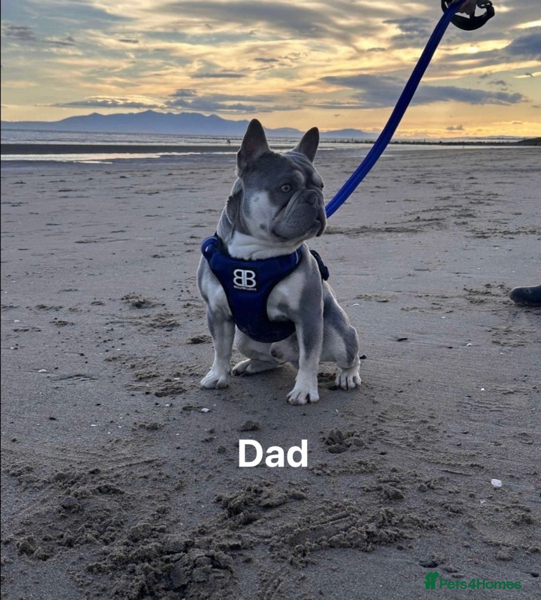 French Bulldog dogs for sale: French bulldog puppies  - Advert 2