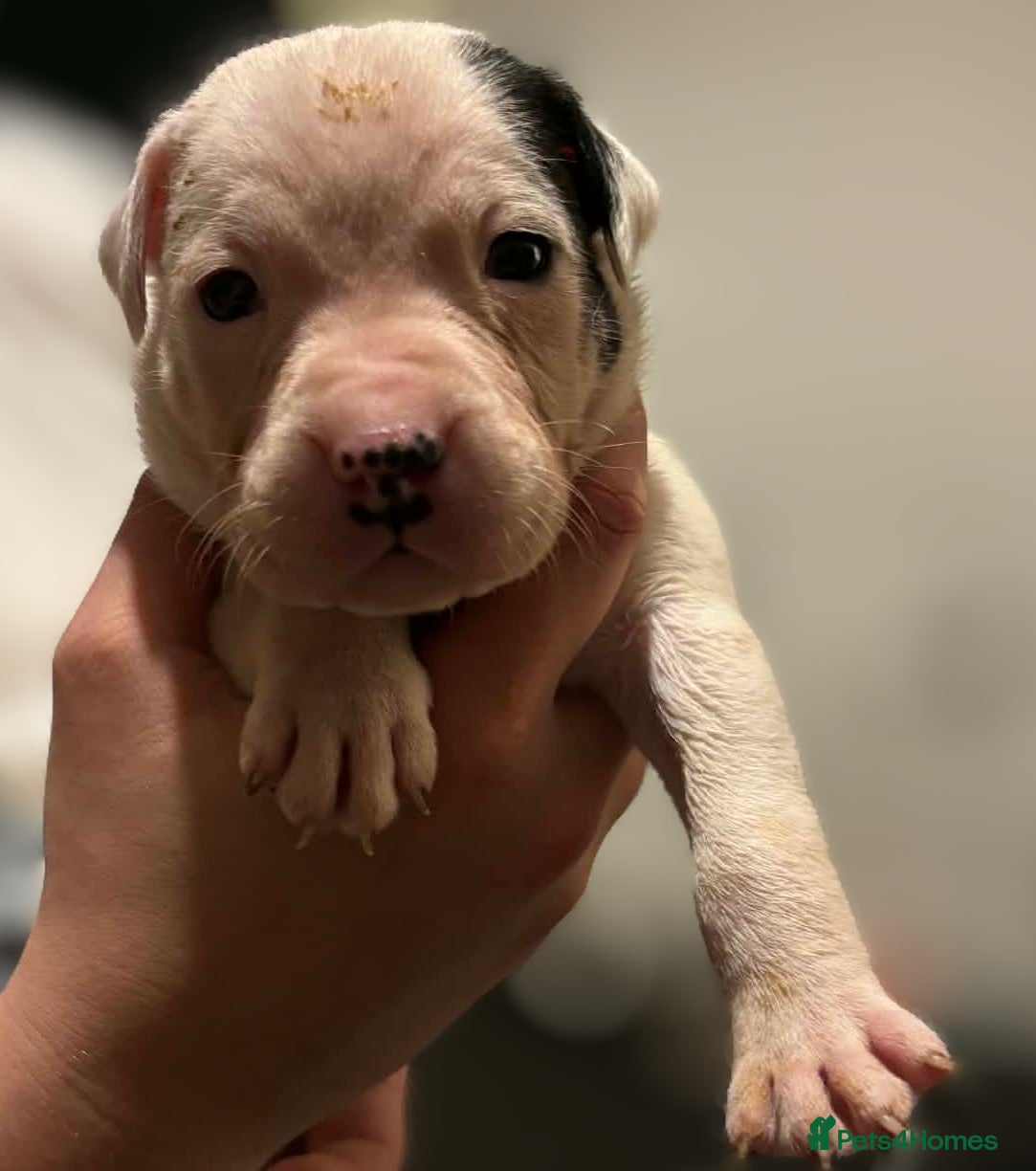 Mixed Breed dogs Bull cross staffy pups  - Advert 3