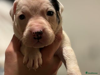 Mixed Breed dogs Bull cross staffy pups - Advert 3