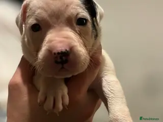 Mixed Breed dogs Bull cross staffy pups - Advert 13