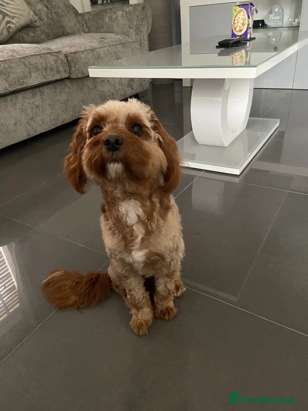 Cavapoo dogs for sale: Female Cavapoo  in Plymouth - Advert 4