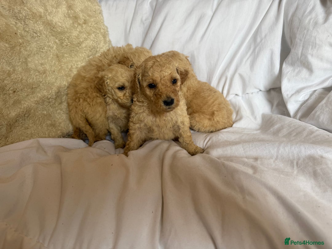 Mixed Breed dogs for sale: minature goldendoodles  - Image 5