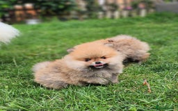 Pomeranian dogs for sale: Beautiful quality pomeranian girl puppies  - Image 4