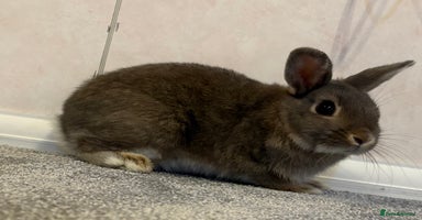 Netherland Dwarf rabbits - Advert 15