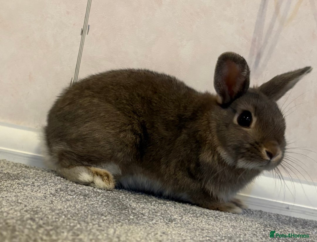 Netherland Dwarf rabbits for sale: Netherlands dwarf - Image 2