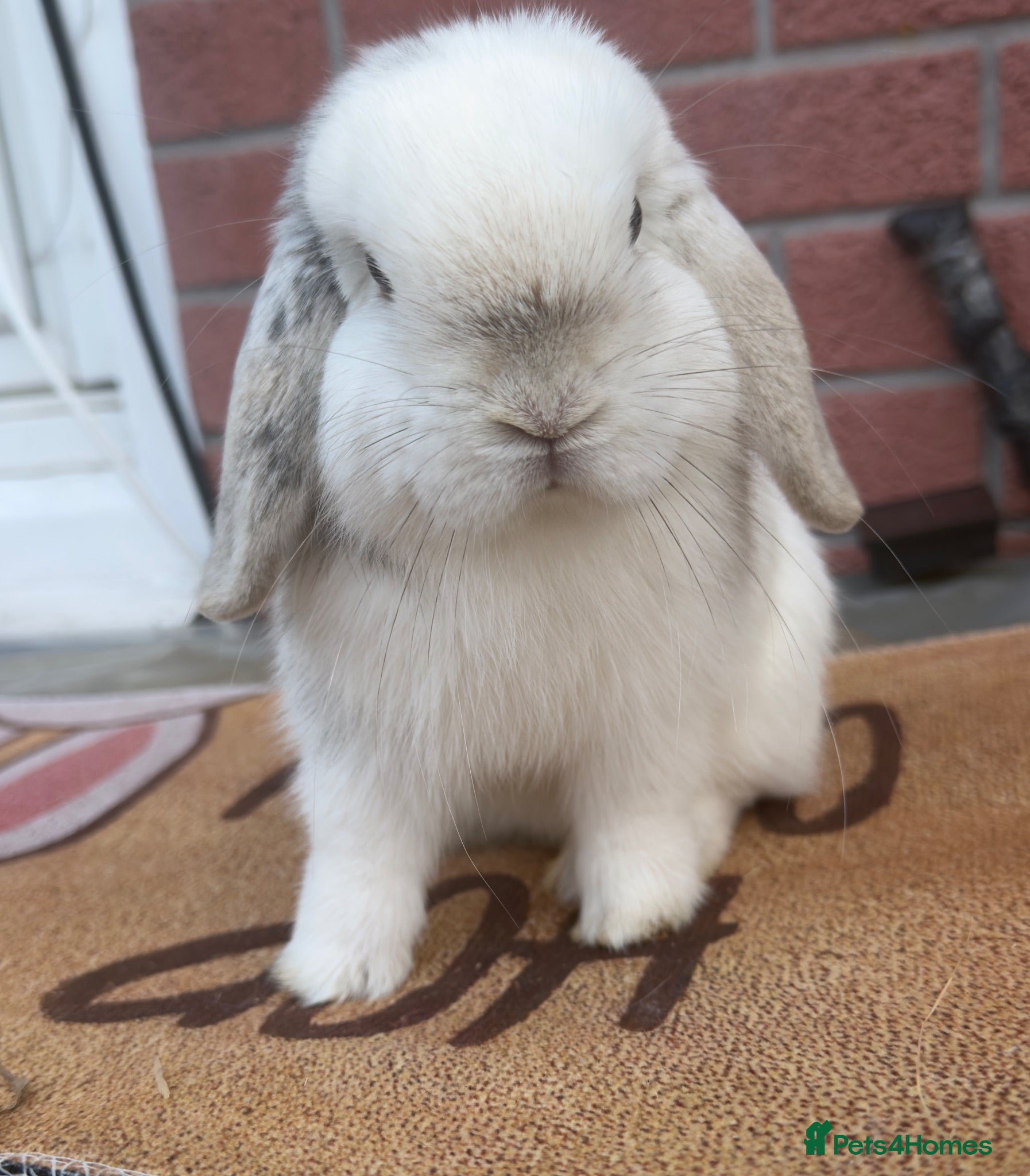 Mini Lop rabbits Pure bred mini lop - Advert 1