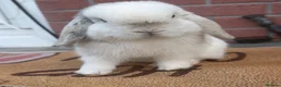 Mini Lop rabbits for sale: Pure bred mini lop - Advert 1