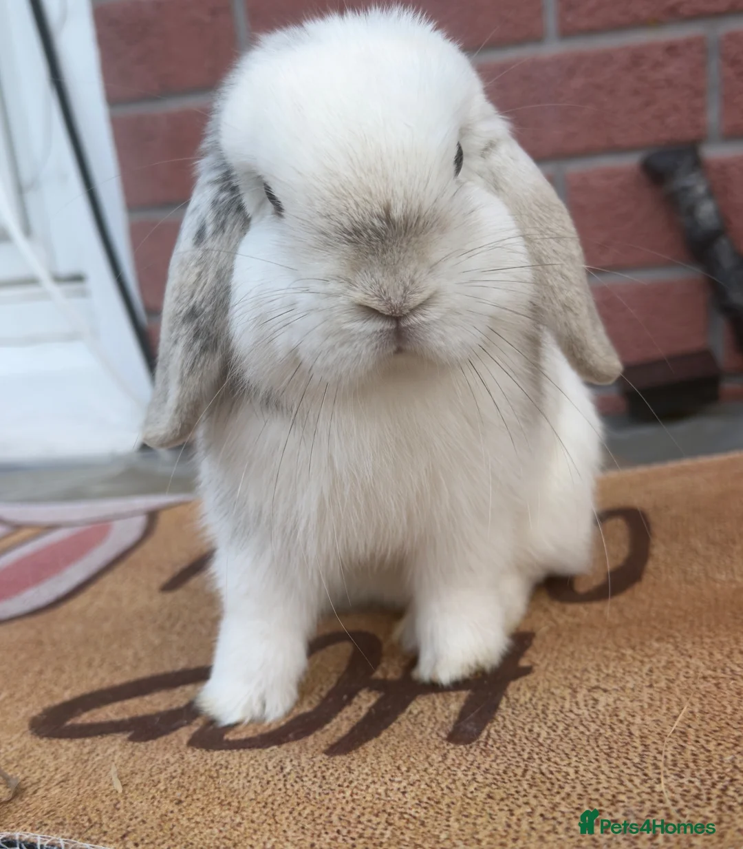 Mini Lop rabbits for sale: Pure bred mini lop - Advert 1