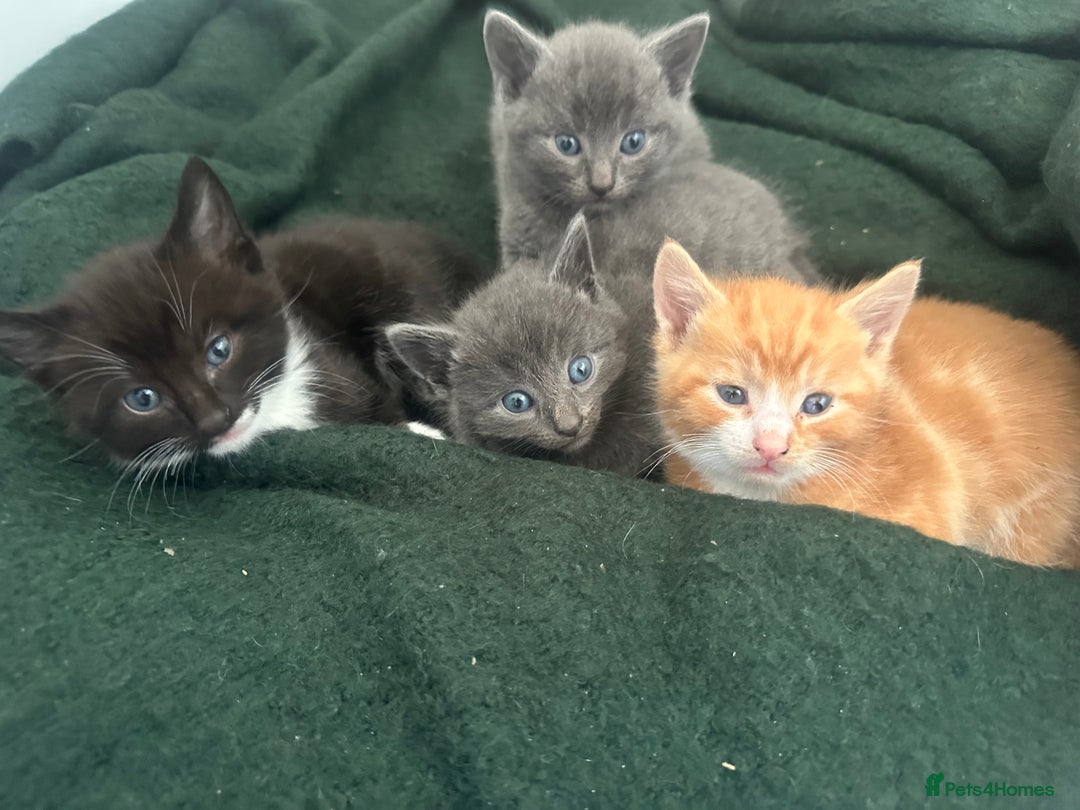 Mixed Breed cats for sale: Beautiful kittens - Advert 1