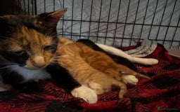 Brazilian Shorthair cats for sale: ***** Beautiful babies ***** - Image 3