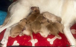 Labrador Retriever dogs for sale: Perfect Labrador Puppies - Image 6