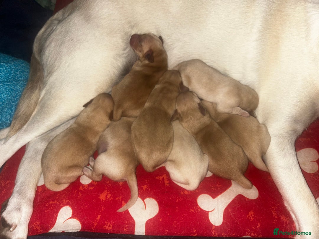 Labrador Retriever dogs for sale: Perfect Labrador Puppies - Image 6