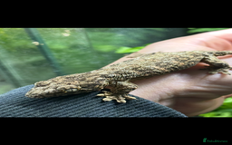 Gecko reptiles for sale: 2 Baby Leachianus Geckos - Image 5