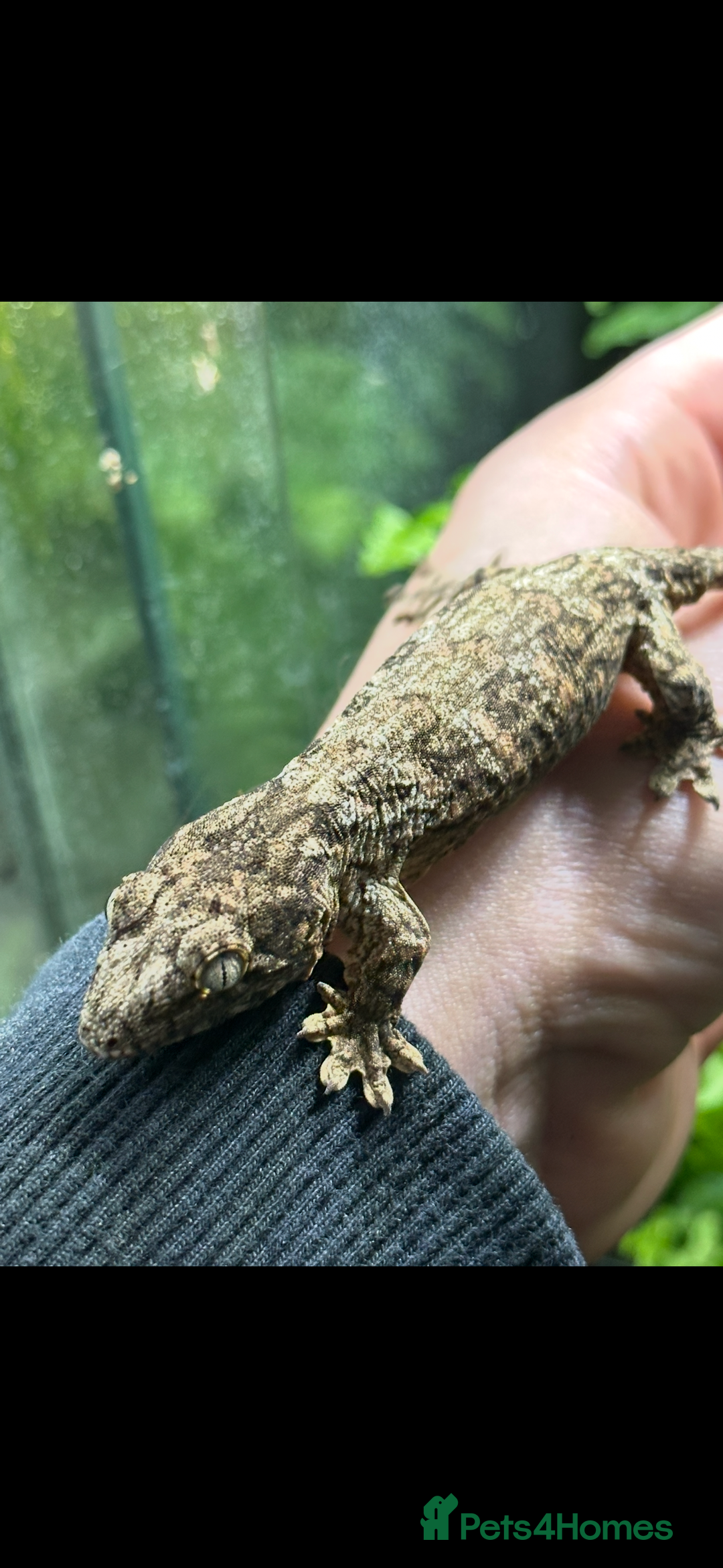 Gecko reptiles for sale: 2 Baby Leachianus Geckos - Image 5