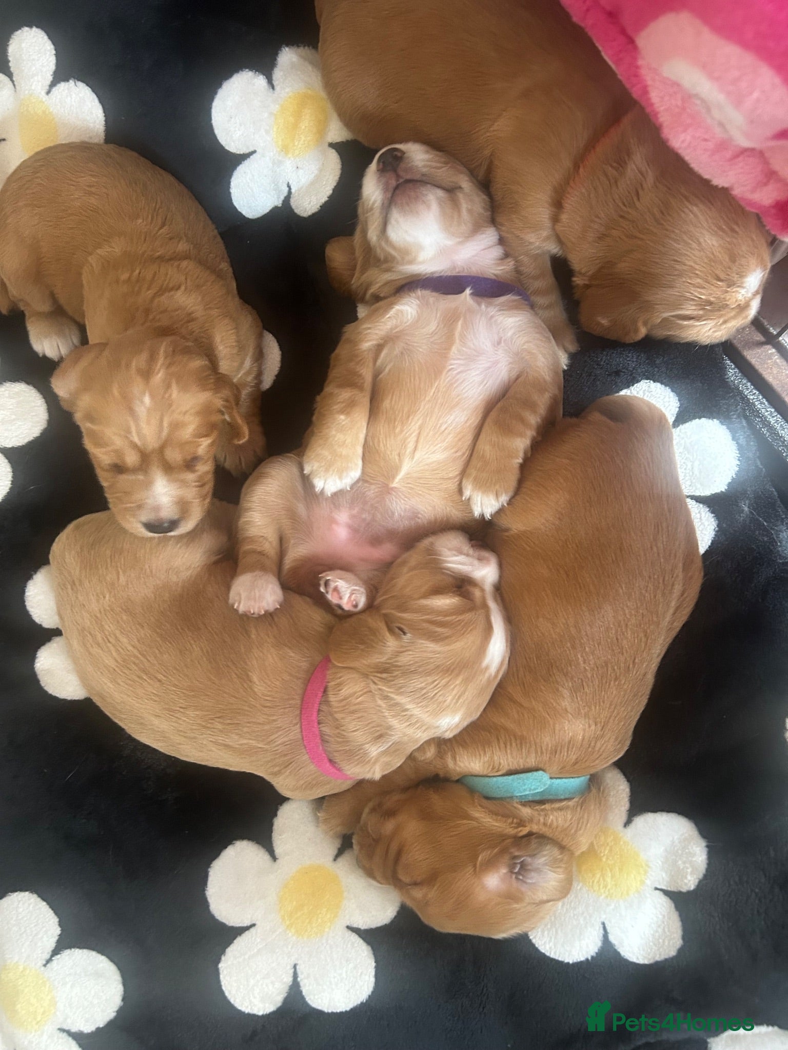 Cocker Spaniel dogs Gorgeous working cocker spaniel puppies - Advert 1