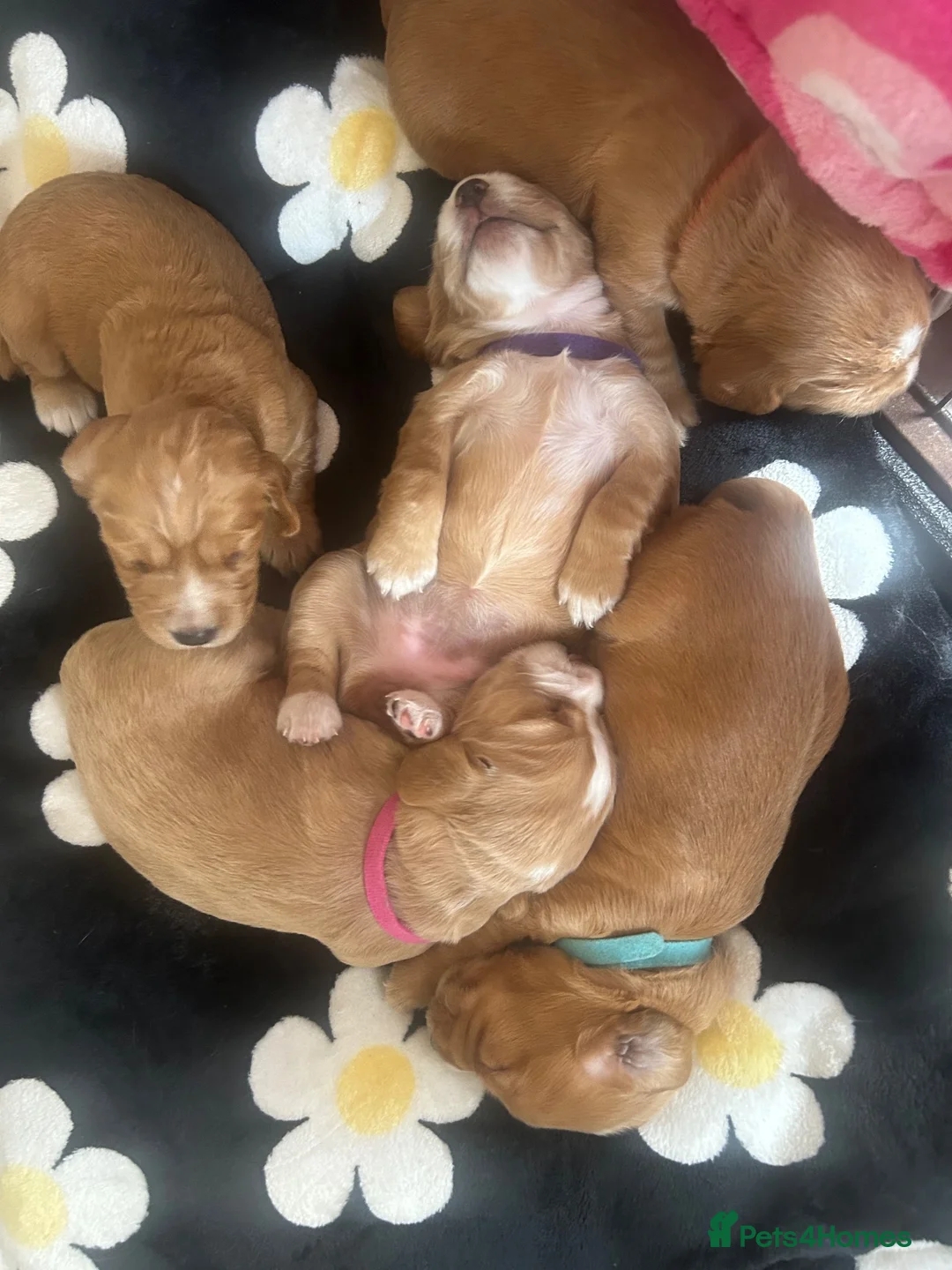 Cocker Spaniel dogs for sale: Gorgeous working cocker spaniel puppies - Advert 1
