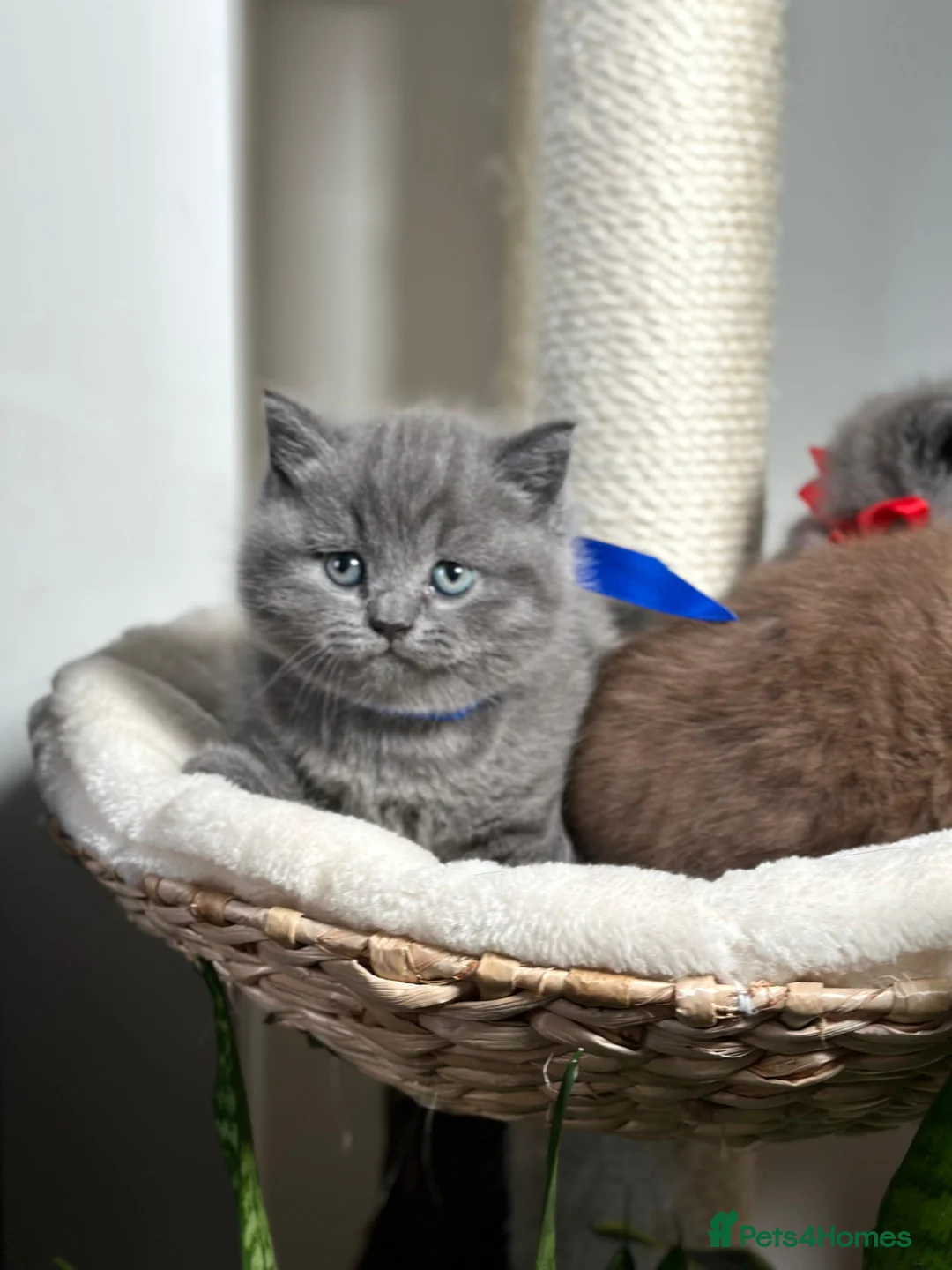 British Shorthair cats for sale: Adorable British Shorthair Kittens for Sale in Lincoln - Advert 29