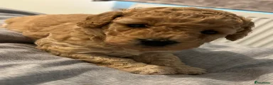 Cavapoo Puppy 3
