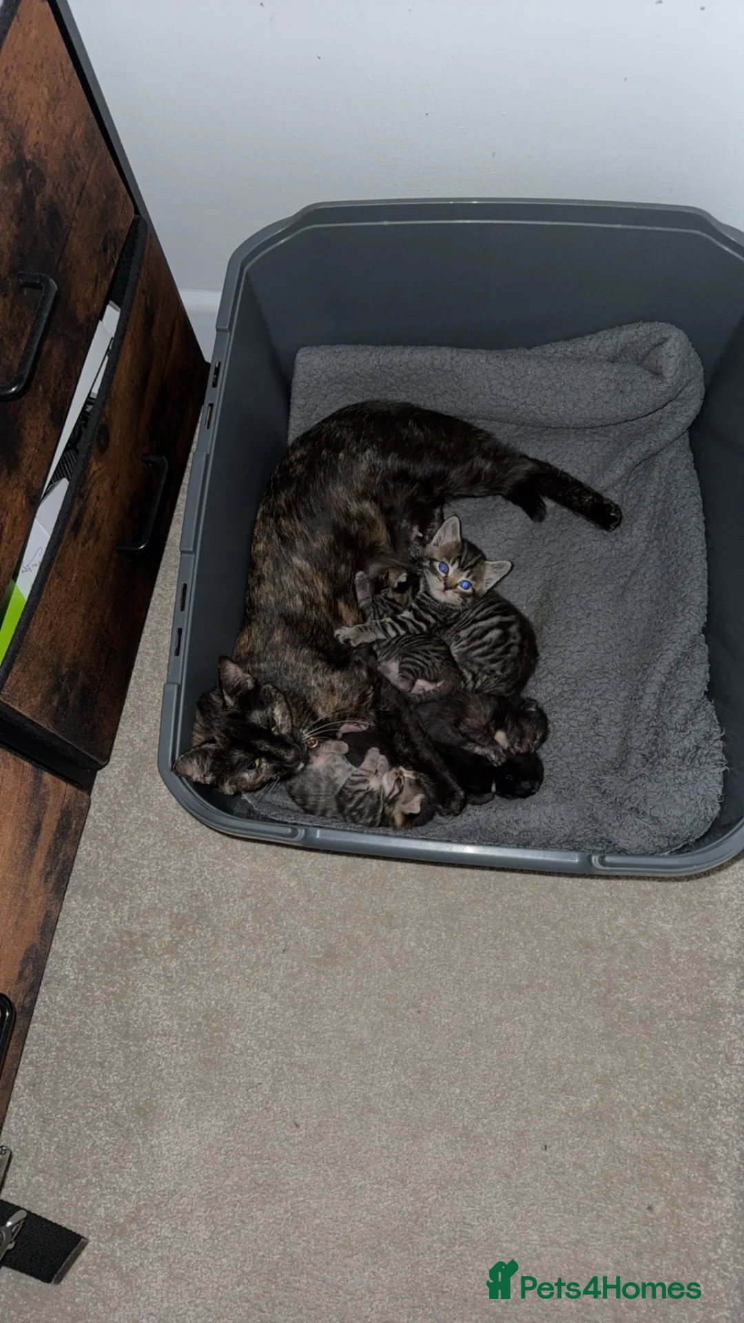 Mixed Breed cats for sale: Beautiful kittens looking for loving homes  - Advert 8