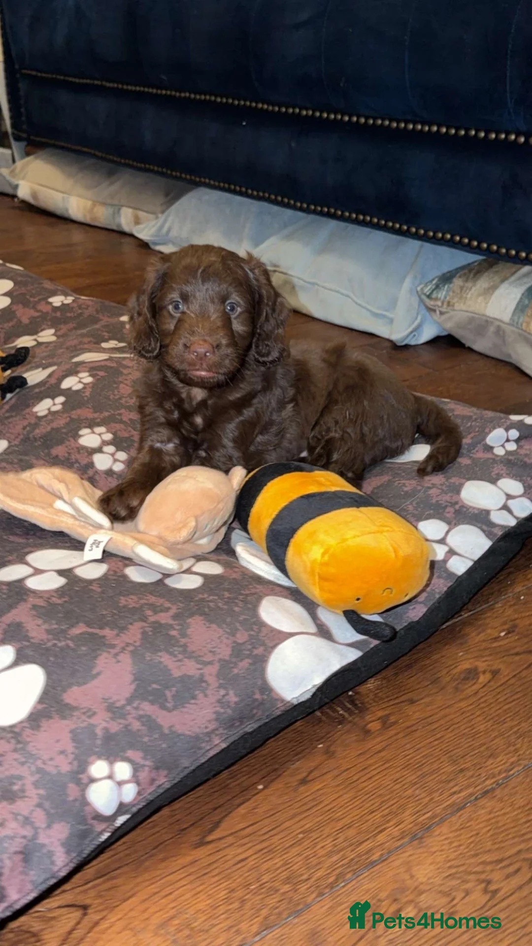 Cockapoo dogs for sale: COCKAPOO PUPS LOOKING FOR THEIR FOREVER HOMES! 🐾 - Advert 2