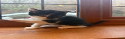 Mixed Breed cats for sale: 3 beautiful tuxedo kittens for sale  - Advert 3