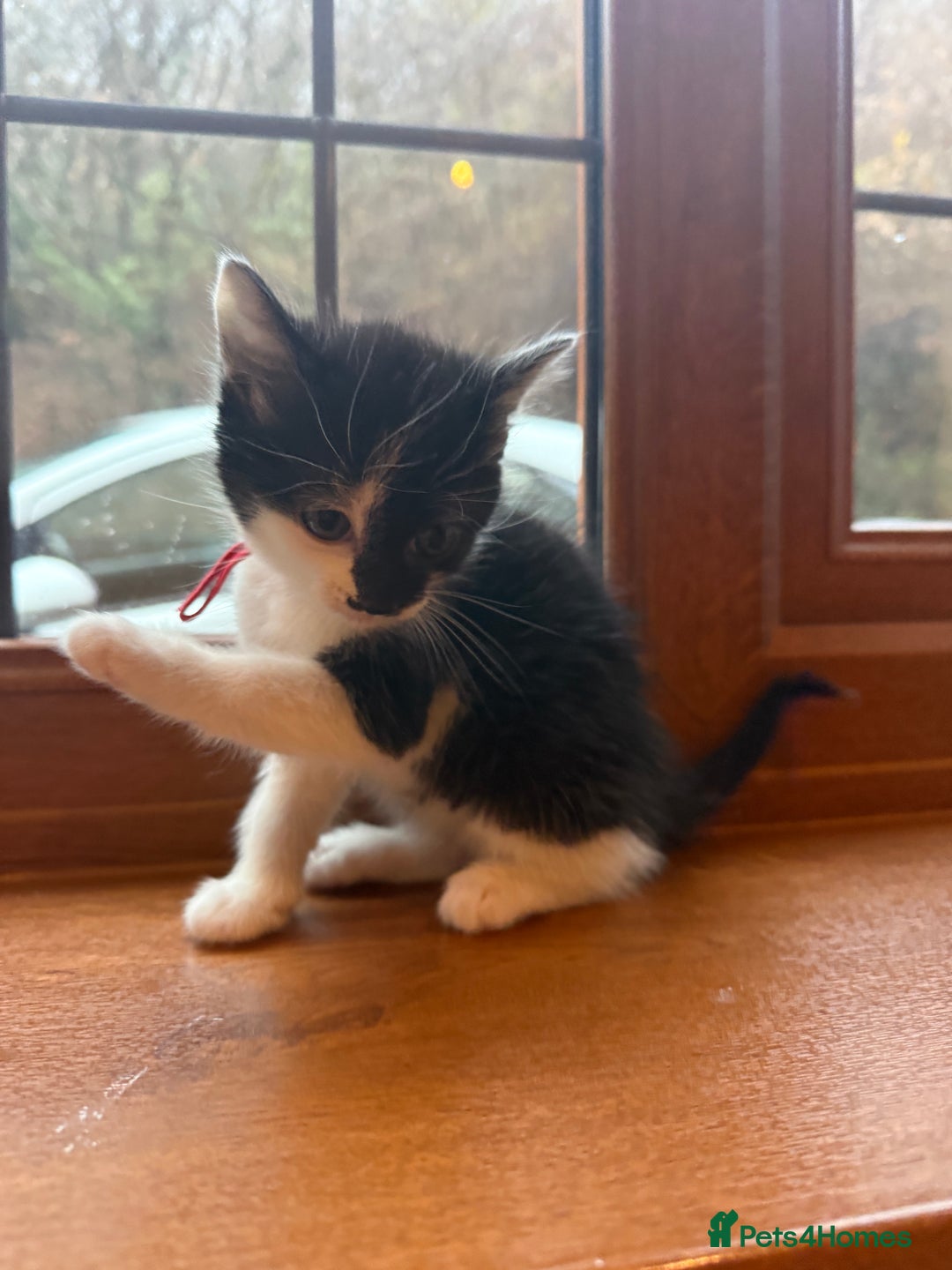 Mixed Breed cats for sale: 3 beautiful tuxedo kittens for sale  - Advert 3