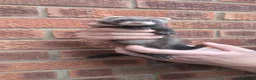 Ferret rodents for sale: 5 ferret kits for sale - Advert 2