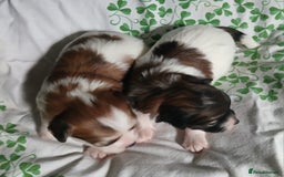 Mixed Breed dogs for sale: Beautiful Unique Puppies - Image 4