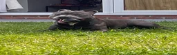 Staffordshire Bull Terrier dogs for stud: Trigger  in Wigan - Advert 1