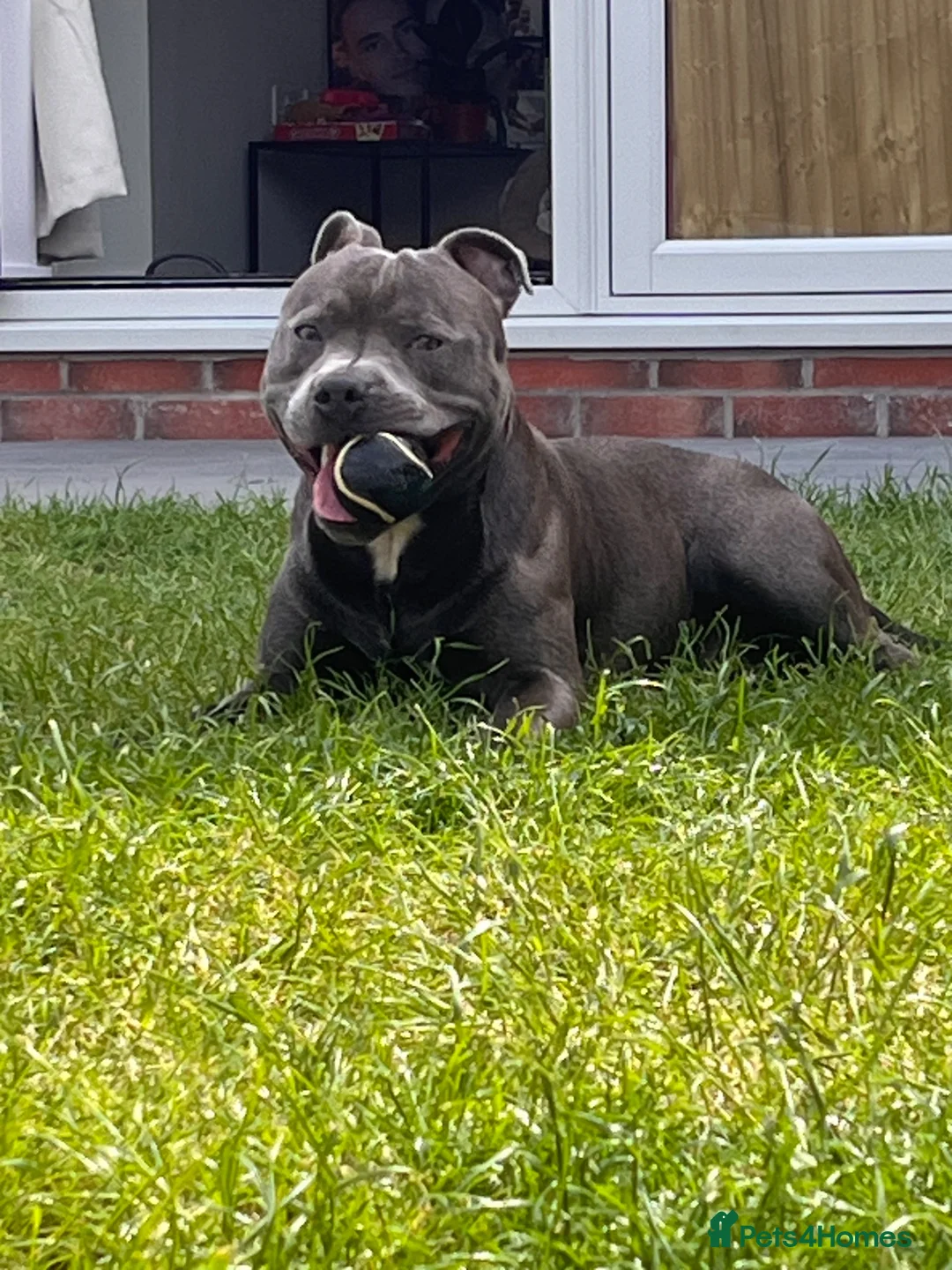 Staffordshire Bull Terrier dogs for stud: Trigger  in Wigan - Advert 1