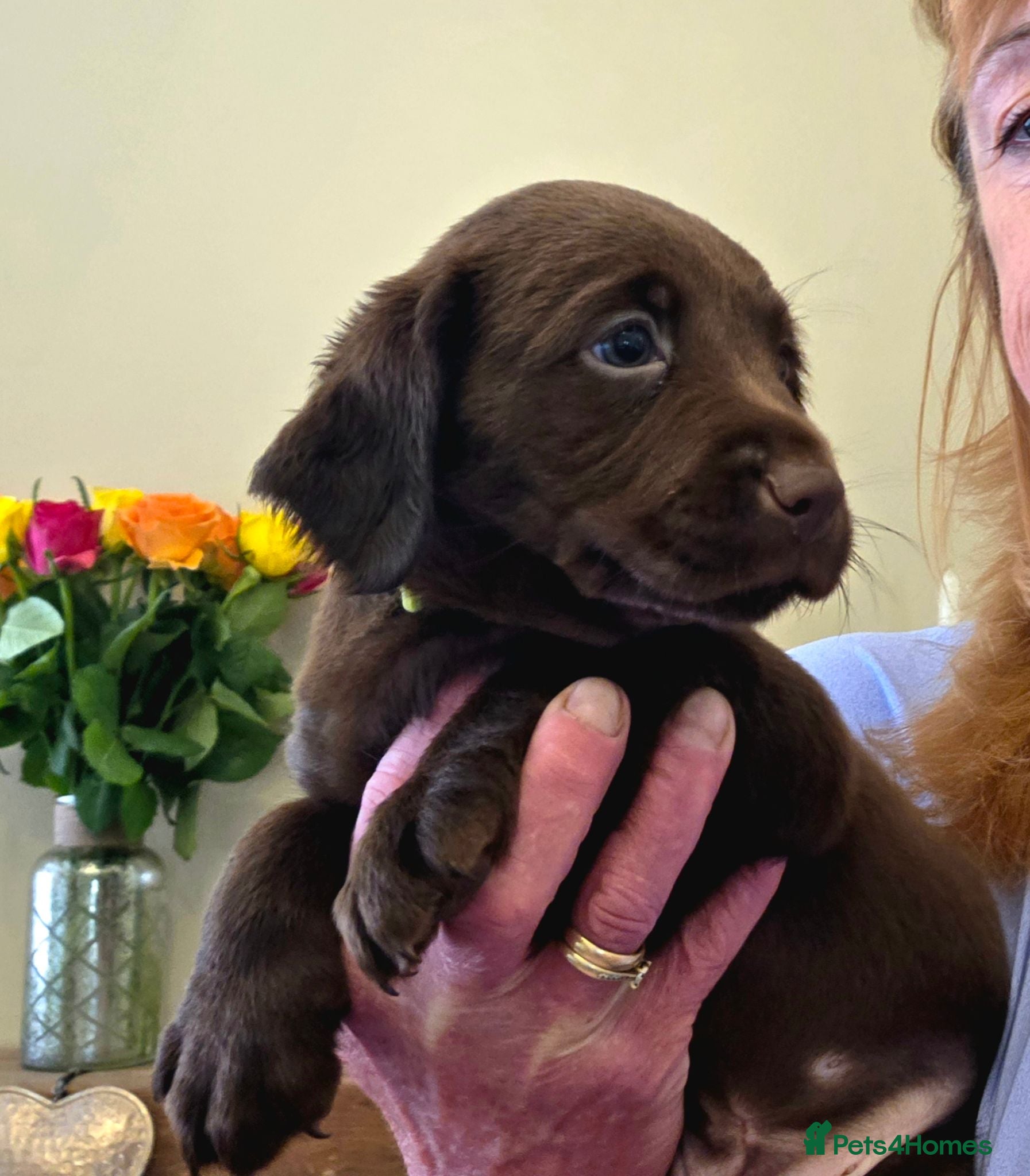 Cockerdor dogs Beautiful chocolate Springador puppies  - Advert 2