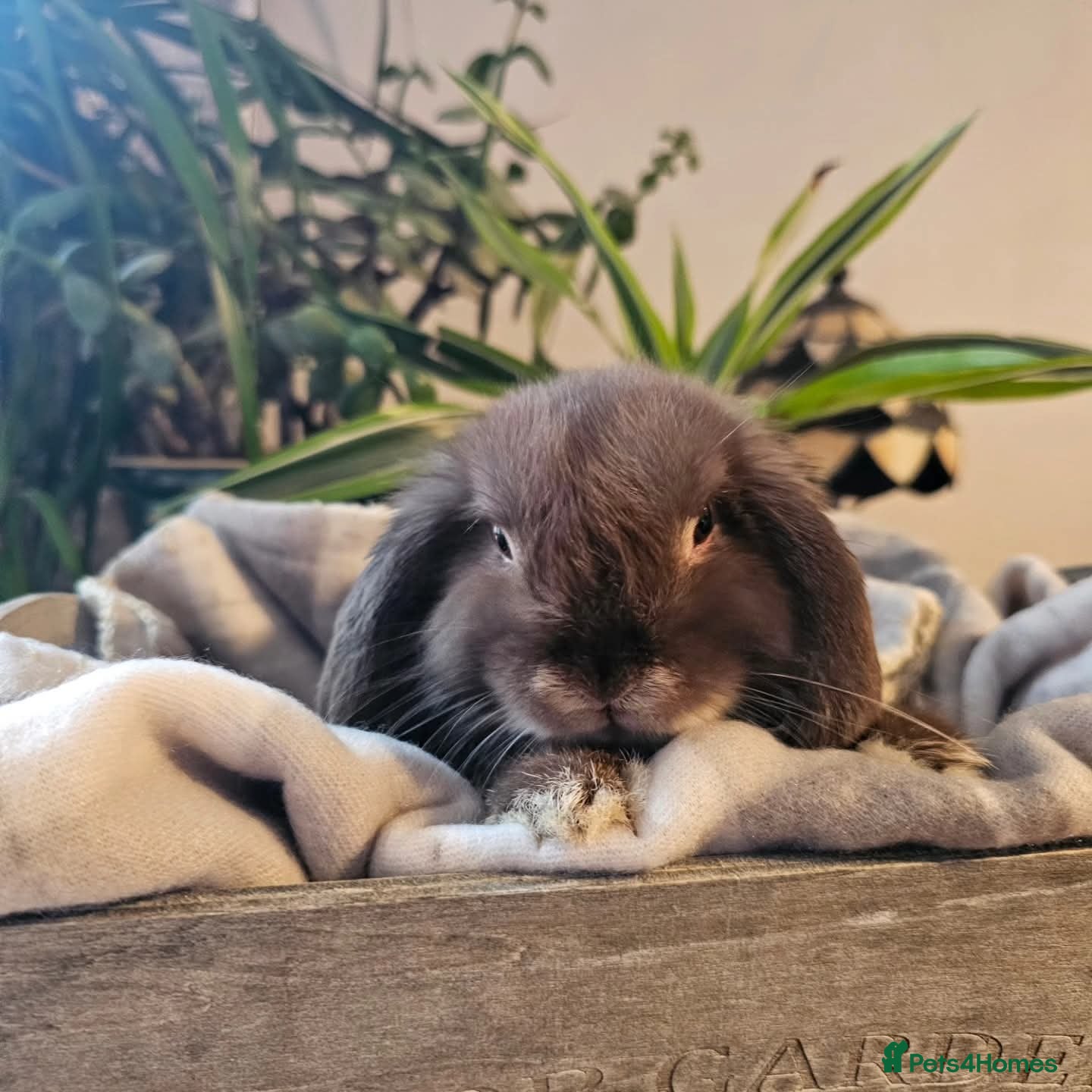 Mini Lop rabbits Male Mini lop rabbit for rehome - Advert 2