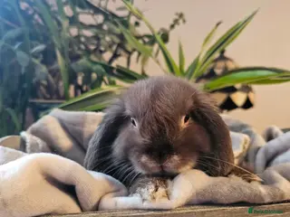 Mini Lop rabbits Male Mini lop rabbit for rehome - Advert 2