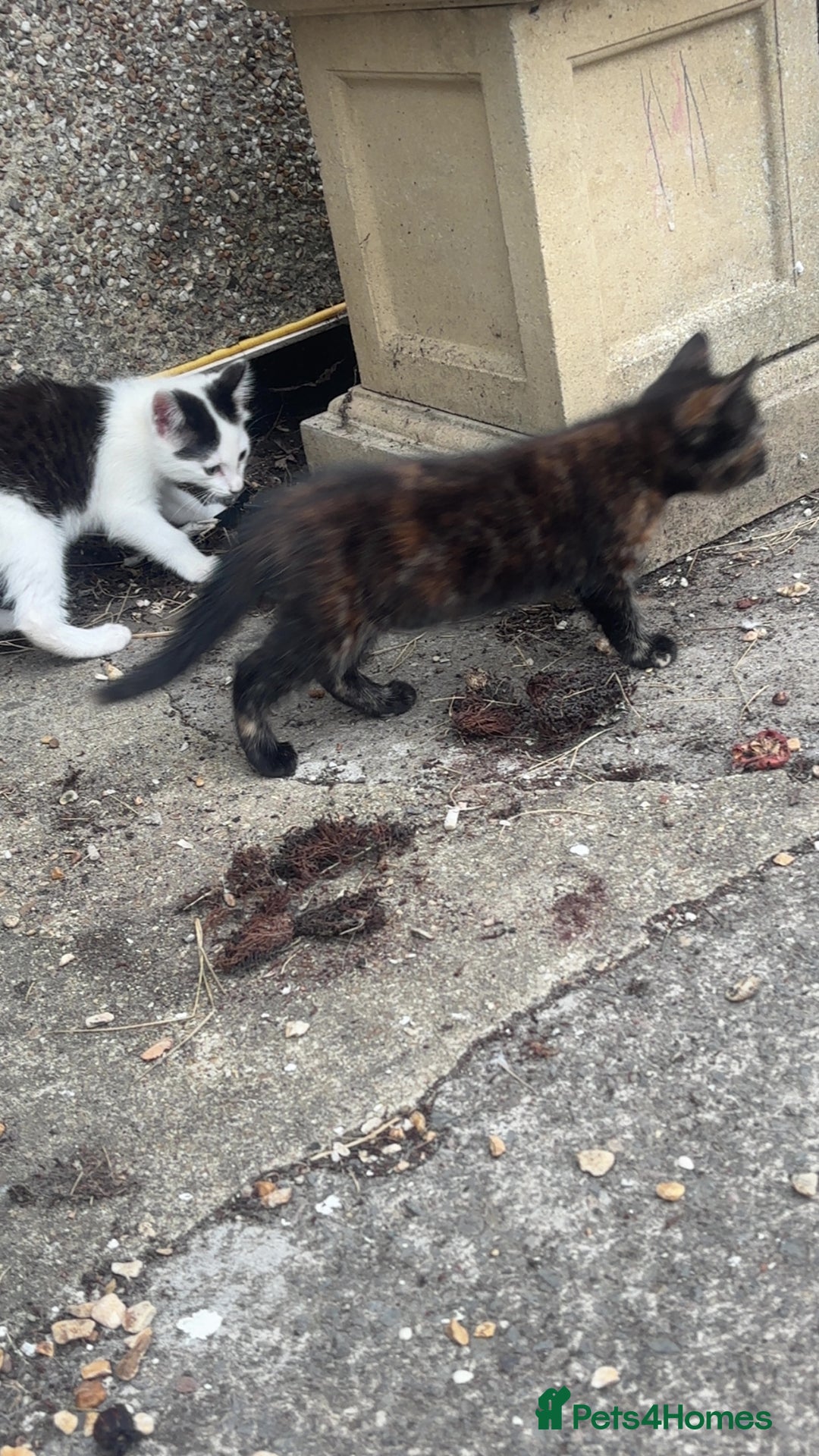 Mixed Breed cats for sale: Kittens for sale  - Image 5