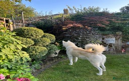 Siberian Husky dogs for sale: Siberian husky puppies  - Image 20