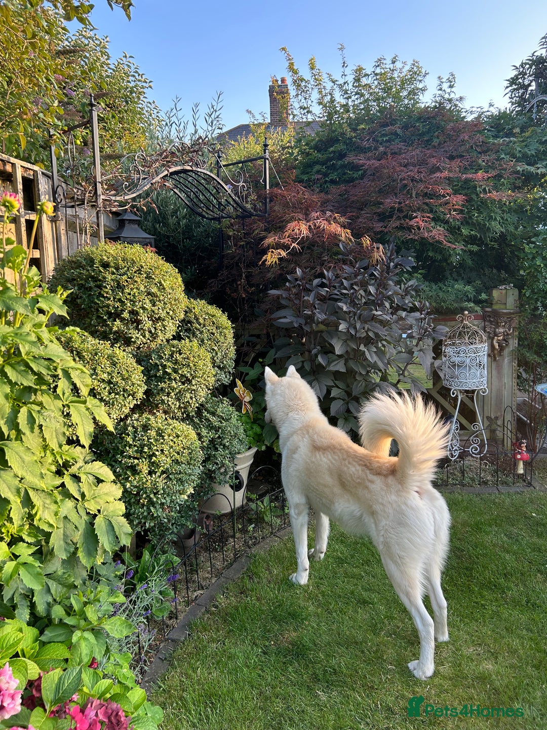 Siberian Husky dogs for sale: Siberian husky puppies  - Image 20