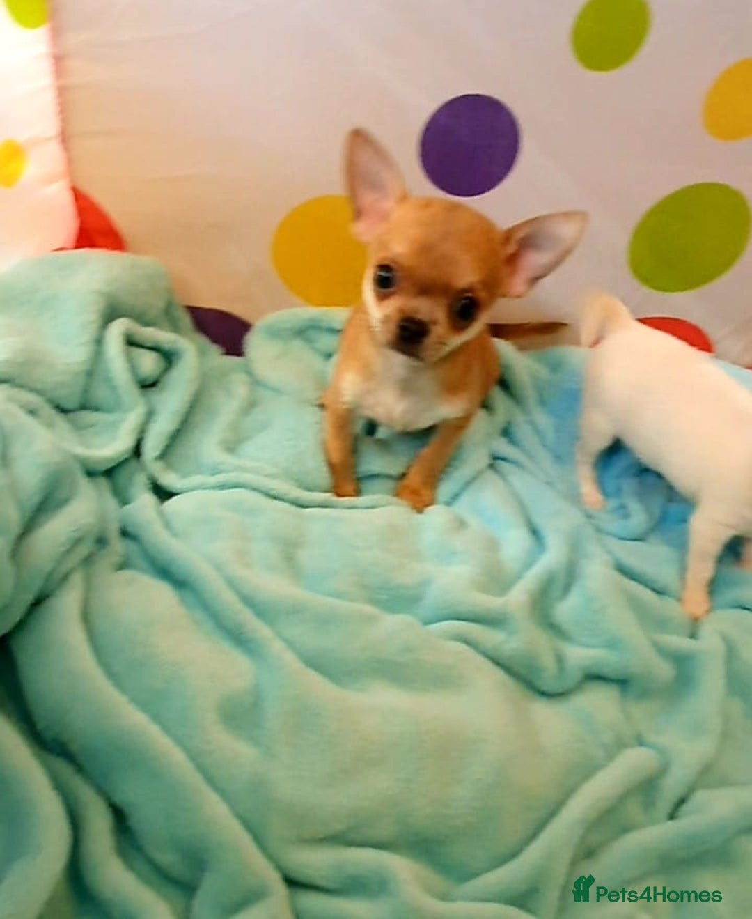 Chihuahua dogs for sale: Tiny Blue Fawn chihuahua boy  - Image 5