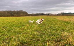 Jack Russell dogs for stud: Beautiful Jack Russell for Stud  - Image 8