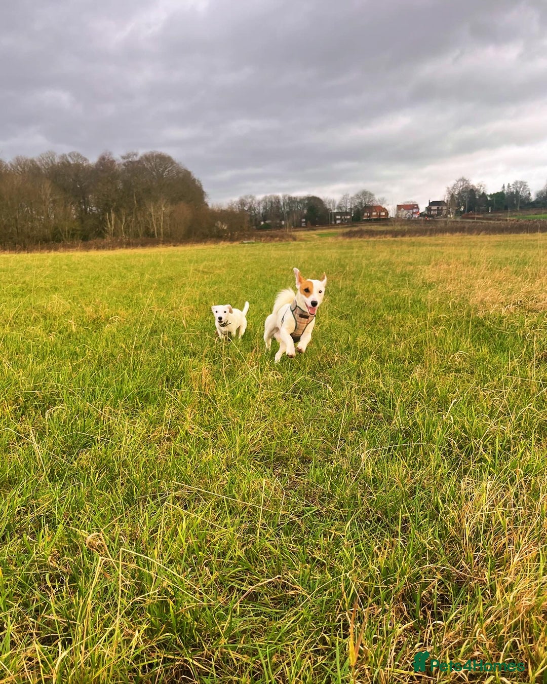 Jack Russell dogs for stud: Beautiful Jack Russell for Stud  - Image 8