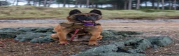 Mixed Breed dogs for sale: The most handsome border collie cross - Advert 2
